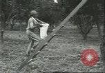 Image Les travailleurs brésiliens à fruits récolte Fordlandia Brésil, 1934, de la seconde 48 séquences d'archives historiques vidéo 65675064722