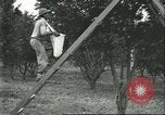 Image Les travailleurs brésiliens à fruits récolte Fordlandia Brésil, 1934, de la seconde 50 séquences d'archives historiques vidéo 65675064722