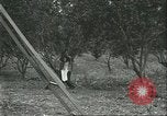 Image Les travailleurs brésiliens à fruits récolte Fordlandia Brésil, 1934, de la seconde 57 séquences d'archives historiques vidéo 65675064722