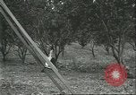 Image Les travailleurs brésiliens à fruits récolte Fordlandia Brésil, 1934, de la seconde 58 séquences d'archives historiques vidéo 65675064722