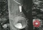Image Fordlandia caoutchouc et l'exploitation forestière Brésil, 1932, de la seconde 5 séquences d'archives historiques vidéo 65675064723