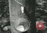 Image Fordlandia caoutchouc et l'exploitation forestière Brésil, 1932, de la seconde 8 séquences d'archives historiques vidéo 65675064723