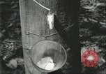 Image Fordlandia caoutchouc et l'exploitation forestière Brésil, 1932, de la seconde 10 séquences d'archives historiques vidéo 65675064723