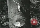 Image Fordlandia caoutchouc et l'exploitation forestière Brésil, 1932, de la seconde 12 séquences d'archives historiques vidéo 65675064723