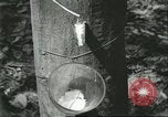 Image Fordlandia caoutchouc et l'exploitation forestière Brésil, 1932, de la seconde 16 séquences d'archives historiques vidéo 65675064723