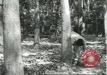 Image Fordlandia caoutchouc et l'exploitation forestière Brésil, 1932, de la seconde 42 séquences d'archives historiques vidéo 65675064723
