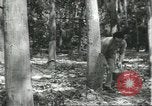 Image Fordlandia caoutchouc et l'exploitation forestière Brésil, 1932, de la seconde 46 séquences d'archives historiques vidéo 65675064723