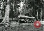 Standbild Fordlandia Gummi Wälder Brasilien, 1932, aus Sekunde 17 historischem Filmmaterial Videoclip 65675064731