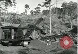 Standbild Fordlandia Bauholz Operationen für Kautschuk Plantage Brasilien, 1932, aus Sekunde 19 historischem Filmmaterial Videoclip 65675064733