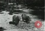 Image of fine houses and gardens in Brazil Brazil, 1931, second 30 stock footage video 65675064741