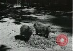 Image of fine houses and gardens in Brazil Brazil, 1931, second 31 stock footage video 65675064741