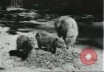 Image of fine houses and gardens in Brazil Brazil, 1931, second 41 stock footage video 65675064741