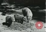 Image of fine houses and gardens in Brazil Brazil, 1931, second 42 stock footage video 65675064741