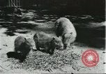Image of fine houses and gardens in Brazil Brazil, 1931, second 44 stock footage video 65675064741