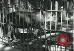 Image of fine houses and gardens in Brazil Brazil, 1931, second 52 stock footage video 65675064741