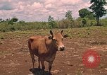 Image of 9th Infantry Division Cambodia, 1970, second 11 stock footage video 65675064749