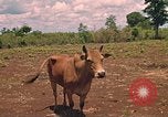 Image of 9th Infantry Division Cambodia, 1970, second 12 stock footage video 65675064749