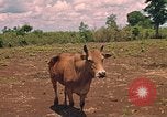 Image of 9th Infantry Division Cambodia, 1970, second 13 stock footage video 65675064749
