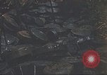 Image of 9th Infantry Division Cambodia, 1970, second 32 stock footage video 65675064756