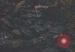 Image of 9th Infantry Division Cambodia, 1970, second 33 stock footage video 65675064756