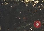 Image of 9th Infantry Division Cambodia, 1970, second 17 stock footage video 65675064760