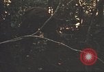 Image of 9th Infantry Division Cambodia, 1970, second 26 stock footage video 65675064760