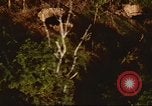 Immagine di I bombardamenti in foresta Il Vietnam Tay Ninh, 1970, secondo 35 filmato di repertorio 65675064764