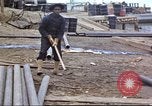 Immagine di 388 Reggimento di lavoratori a progetto Canol Canada, 1943, secondo 58 filmato di repertorio 65675064778