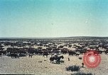 Image Le Navajo Nation Monument Valley Park United States USA, 1961, de la seconde 48 séquences d'archives historiques vidéo 65675064859