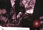 Image of American forces Saipan Northern Mariana Islands, 1944, second 38 stock footage video 65675064883