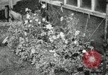 Image of Typical Alaskan houses in Fairbanks, Alaska Alaska USA, 1934, second 53 stock footage video 65675064915