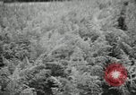 Image of Typical Alaskan houses in Fairbanks, Alaska Alaska USA, 1934, second 59 stock footage video 65675064915