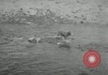 Image of dog Fido Alaska USA, 1934, second 6 stock footage video 65675064927