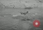 Image of dog Fido Alaska USA, 1934, second 7 stock footage video 65675064927