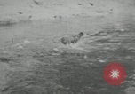 Image of dog Fido Alaska USA, 1934, second 8 stock footage video 65675064927