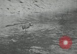 Image of dog Fido Alaska USA, 1934, second 10 stock footage video 65675064927