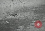 Image of dog Fido Alaska USA, 1934, second 11 stock footage video 65675064927