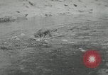 Image of dog Fido Alaska USA, 1934, second 15 stock footage video 65675064927
