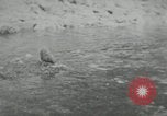 Image of dog Fido Alaska USA, 1934, second 19 stock footage video 65675064927