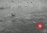 Image of dog Fido Alaska USA, 1934, second 20 stock footage video 65675064927