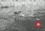Image of dog Fido Alaska USA, 1934, second 21 stock footage video 65675064927