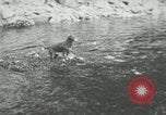 Image of dog Fido Alaska USA, 1934, second 22 stock footage video 65675064927