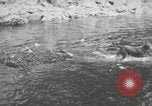 Image of dog Fido Alaska USA, 1934, second 24 stock footage video 65675064927
