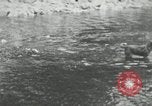 Image of dog Fido Alaska USA, 1934, second 27 stock footage video 65675064927