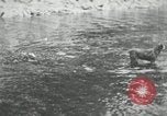 Image of dog Fido Alaska USA, 1934, second 28 stock footage video 65675064927