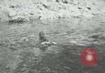 Image of dog Fido Alaska USA, 1934, second 33 stock footage video 65675064927