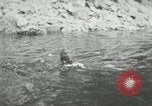 Image of dog Fido Alaska USA, 1934, second 36 stock footage video 65675064927