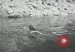 Image of dog Fido Alaska USA, 1934, second 37 stock footage video 65675064927