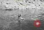 Image of dog Fido Alaska USA, 1934, second 38 stock footage video 65675064927