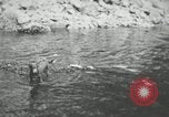 Image of dog Fido Alaska USA, 1934, second 42 stock footage video 65675064927